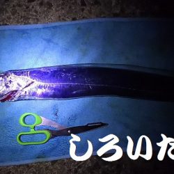 夜中の3時間半のタチウオ渋い。